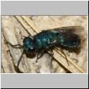 Trichrysis cyanea - Goldwespe 03g 6mm OS-Wallenhorst-Tongrube-Lehmwand.jpg